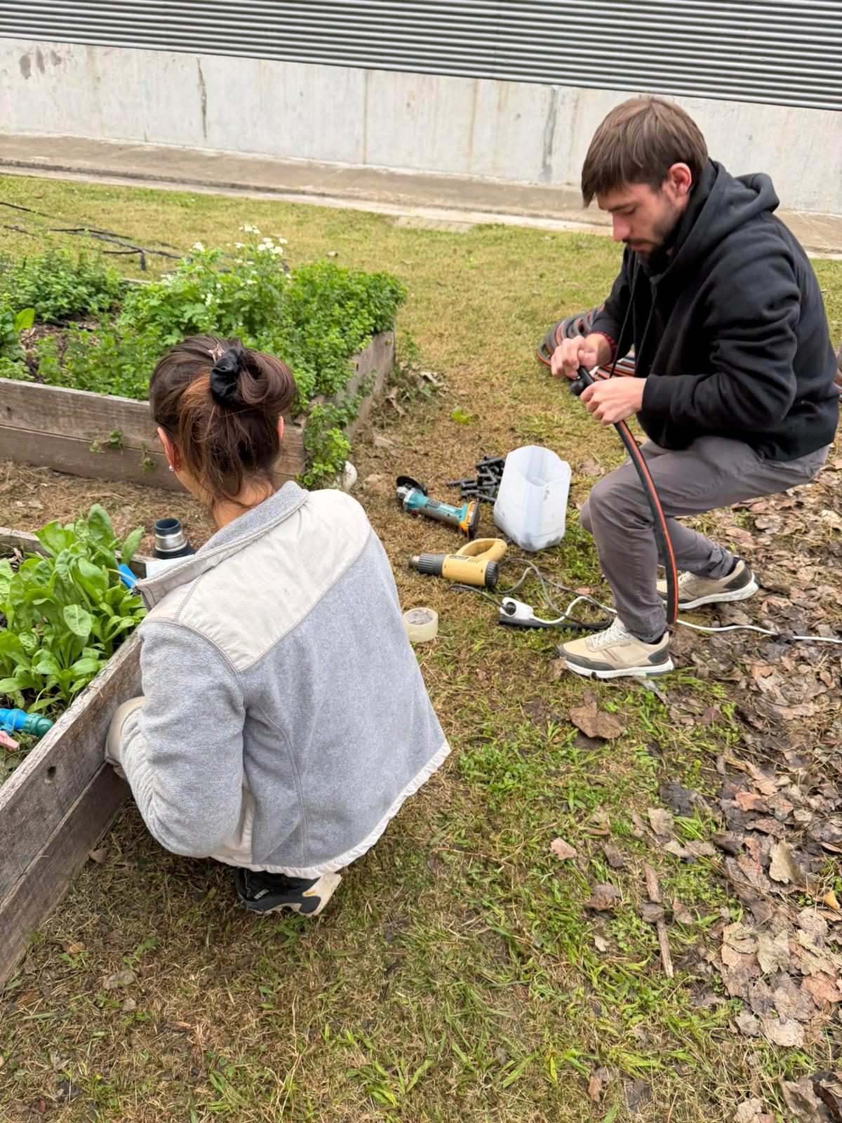 Integrante de Aera instalando la línea de riego entre las plantas