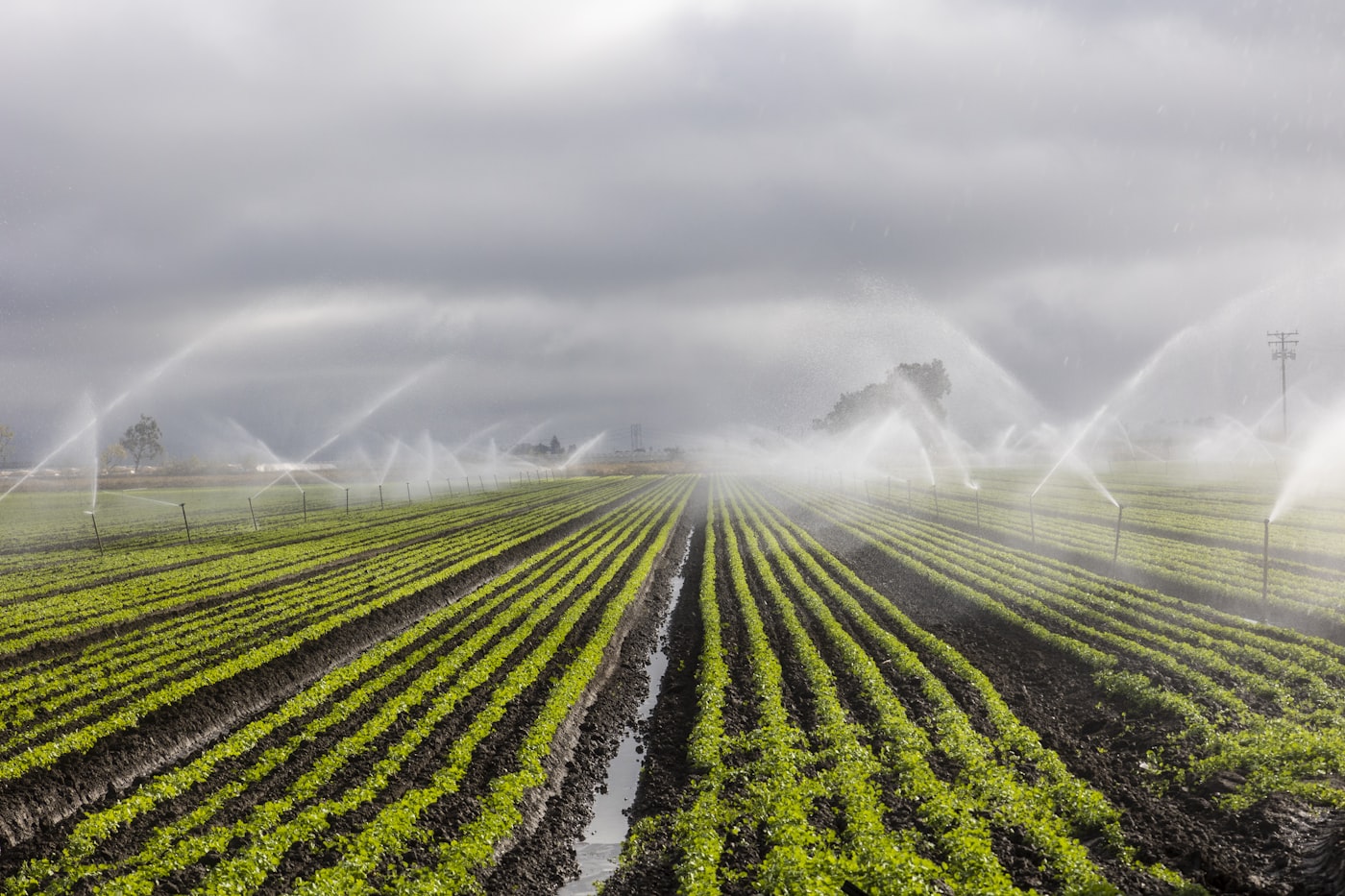 Riego agrícola por aspersión sobre hileras de cultivo
